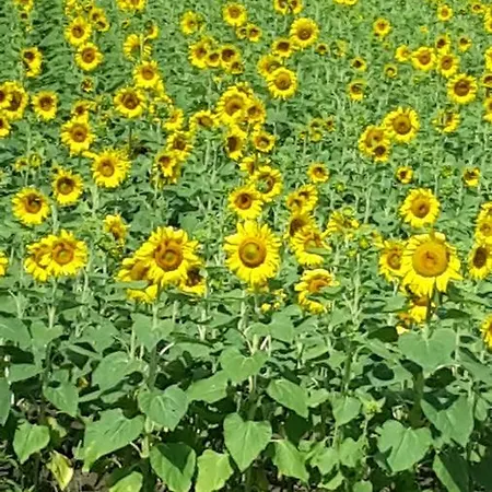 Laghi Paradiso * Rovereto sulla Secchia