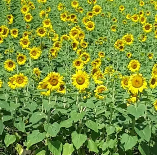 Laghi Paradiso * Rovereto sulla Secchia